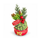 Piantina ornamentale con alberello 20 cm, decorazione natalizia da tavolo con pigne, bacche rosse e fiocco in rilievo, 2 varianti rosso e oro