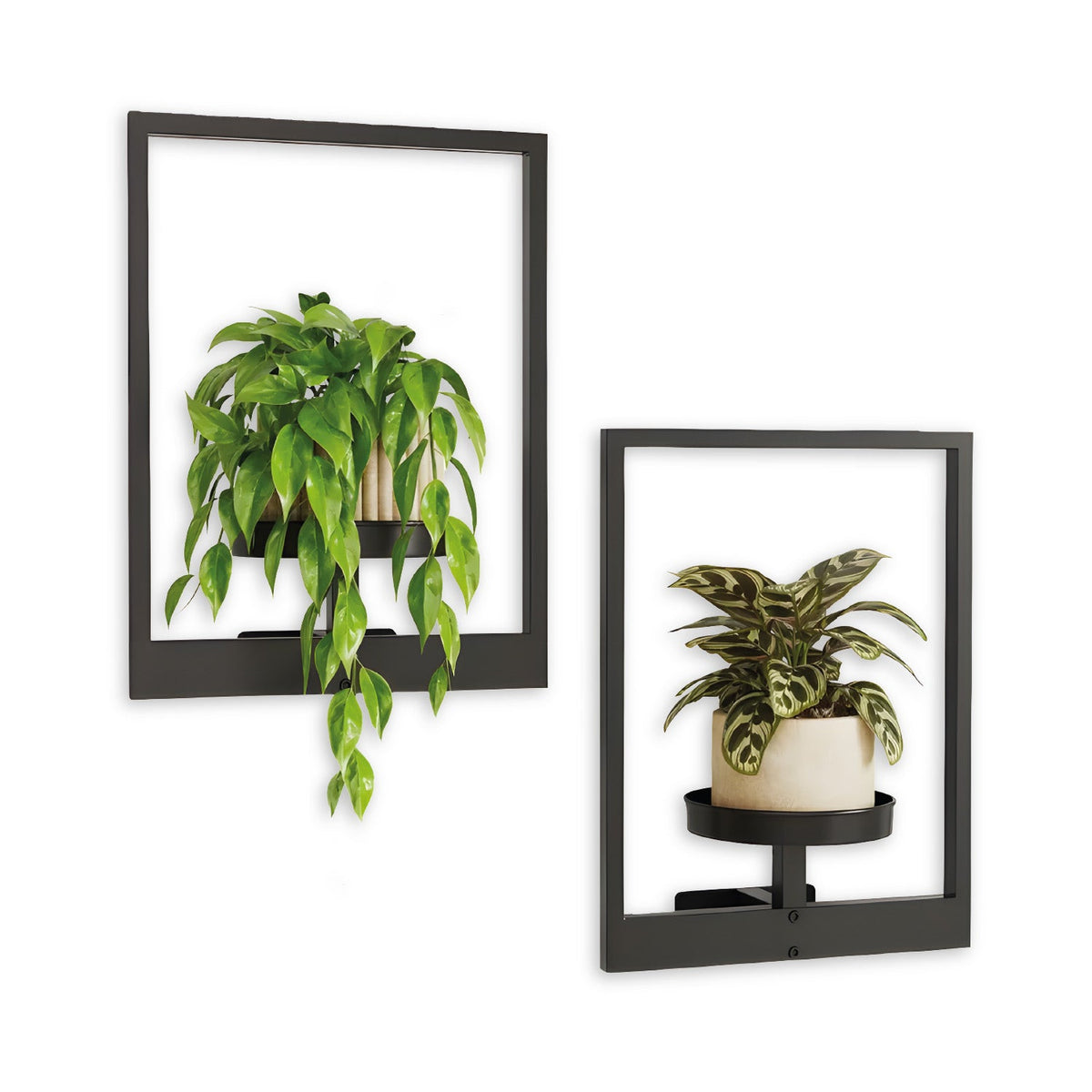 Portapiante da parete in metallo nero, set 2 cornici 30x40 cm